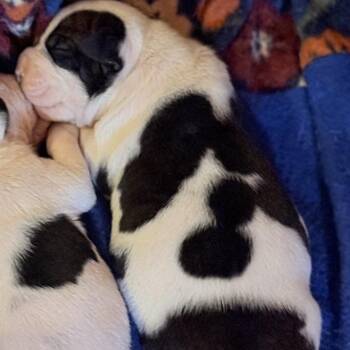 English Bulldog Dogs Available for Adoption in Riverside, California - Alfie | PetCurious