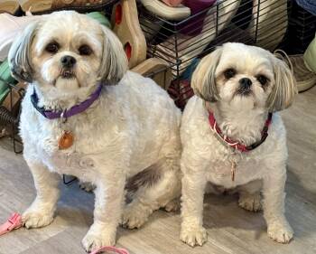 Rescue Shih Tzu and Bichon Frise Dogs for Adoption in Paramus, New Jersey - Bonnie & Tara | PetCurious