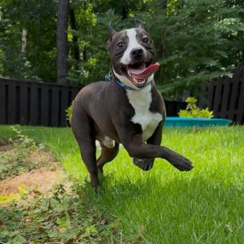Winston -  Mixed Breed Dog for Adoption in Alabaster, Alabama - Winston | PetCurious