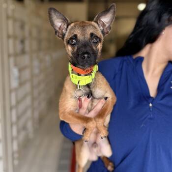 Pug and Chihuahua Dogs Available for Adoption - Reese | PetCurious