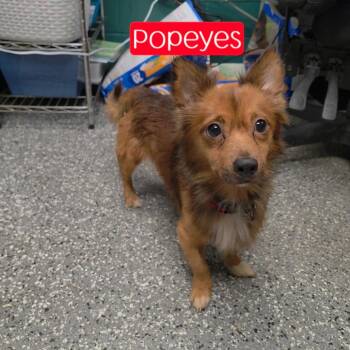 Popeyes -  Spaniel and Mixed Breed Dog for Adoption in Parkersburg, West Virginia - Popeyes | PetCurious