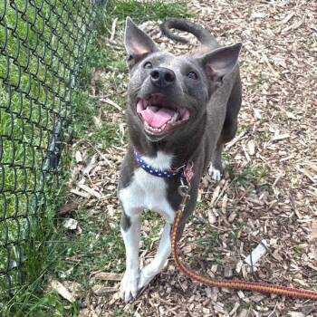Duncan -  Terrier Dog for Adoption in Wheeling, Illinois - Duncan | PetCurious