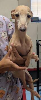 Italian Greyhound and Whippet Dogs Available for Adoption - Dobi | PetCurious