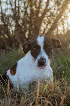 Jack Russell Terrier Dogs Available for Adoption in Muldrow, Oklahoma - Betovin | PetCurious