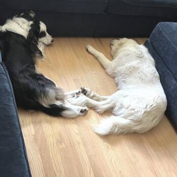 Maria -  Great Pyrenees Dog for Adoption in Chicago, Illinois - Maria | PetCurious