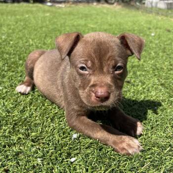 Terrier Dogs Available for Adoption in Jupiter, Florida - Hershey | PetCurious