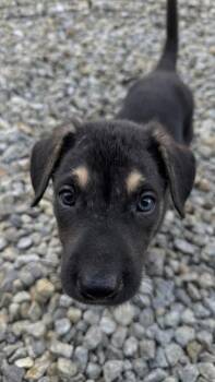 26-579 -  Shepherd and Mixed Breed Dog for Adoption in Barnesville, Georgia - 26-579 | PetCurious
