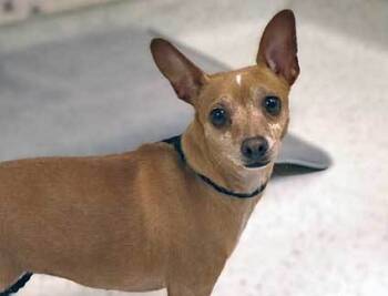 Rescue Chihuahua Dogs for Adoption in Wildomar, California - Lexi | PetCurious