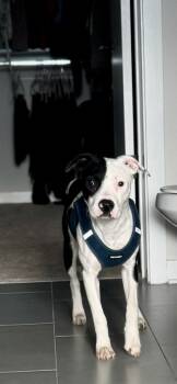 Rescue Mixed Breed Dogs for Adoption in Chamblee, Georgia - Tinky - IN FOSTER | PetCurious