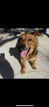Corgi and Golden Retriever Dogs Available for Adoption - Benji | PetCurious