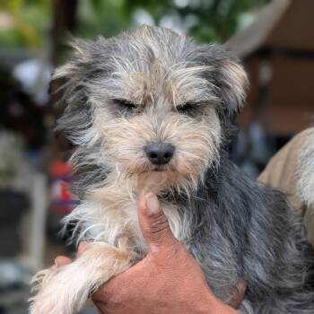 Ozzy -  Terrier Dog for Adoption in Eureka, California - Ozzy | PetCurious