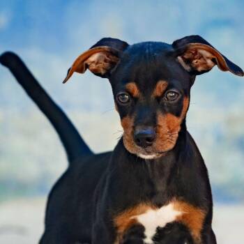 Brandy -  Chihuahua and Miniature Pinscher Dog for Adoption in New York, New York - Brandy | PetCurious