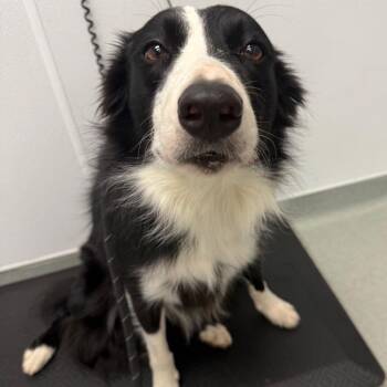 Lucy -  Border Collie Dog for Adoption in Abilene, Texas - Lucy | PetCurious