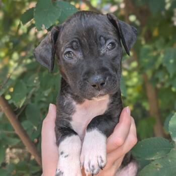 Rescue Pit Bull Terrier and Mixed Breed Dogs for Adoption in Tyrone, Georgia - Hanna 09-1923 | PetCurious