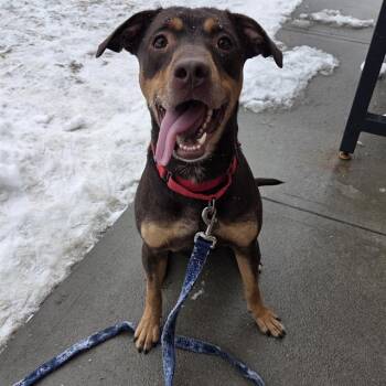 Doberman Pinscher and Mixed Breed Dogs Available for Adoption - CHUCKY | PetCurious