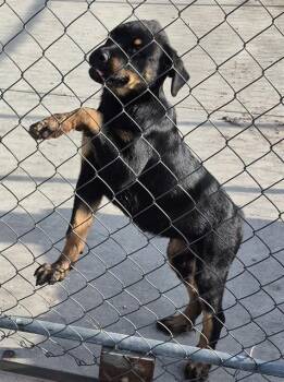 Rottweiler Dogs Available for Adoption in San Antonio, Texas - ALY | PetCurious