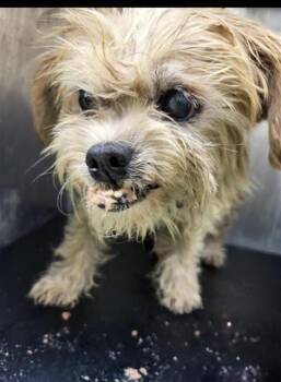 GROVER -  Lhasa Apso Dog for Adoption in San Antonio, Texas - GROVER | PetCurious