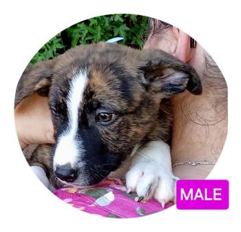 Rescue Terrier Dogs for Adoption in Hopkinsville, Kentucky - Crust/ Blaze | PetCurious