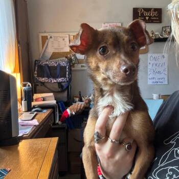 Nugget -  Chihuahua Dog for Adoption in Chaska, Minnesota - Nugget | PetCurious