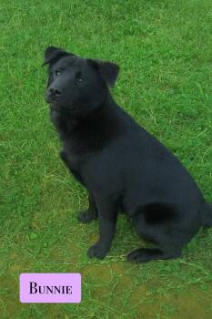 Rescue Flat Coated Retriever and Black Labrador Retriever Dogs for Adoption in Stockbridge, Georgia - Bunnie | PetCurious