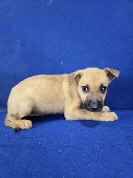 Rescue German Shepherd Dog and Mixed Breed Dogs for Adoption in Ruston, Louisiana - Potato Salad | PetCurious