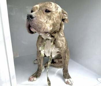 A661286 -  American Staffordshire Terrier and Mixed Breed Dog for Adoption in Houston, Texas - A661286 | PetCurious