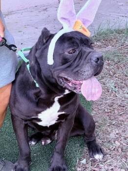 Cane Corso Dogs Available for Adoption - Charlie | PetCurious
