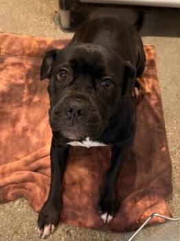 Boxer Dogs Available for Adoption - Cerise | PetCurious