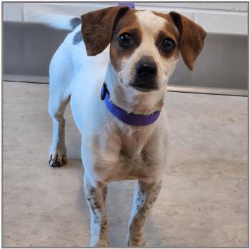 Rescue Jack Russell Terrier Dogs for Adoption in Milford, Michigan - Orbit | PetCurious