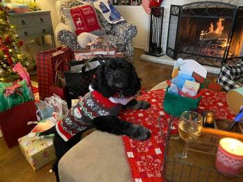 Cocker Spaniel Dogs Available for Adoption - Lady | PetCurious