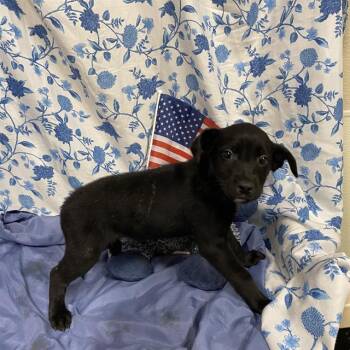 A612216 -  Pit Bull Terrier and Mixed Breed Dog for Adoption in Modesto, California - A612216 | PetCurious