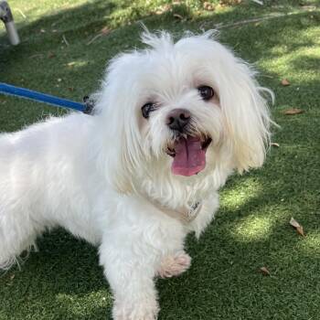 Ollie -  Mixed Breed Dog for Adoption - Ollie | PetCurious