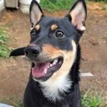 Ledger -  Mixed Breed Dog for Adoption in Knoxville, Tennessee - Ledger | PetCurious