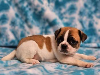 Roswell -  Puggle Dog for Adoption in East Sparta, Ohio - Roswell | PetCurious