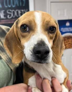 Beagle Dogs Available for Adoption - Levi | PetCurious