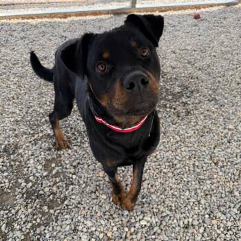Joe Dirt -  Rottweiler Dog for Adoption in Waynesville, North Carolina - Joe Dirt | PetCurious