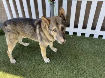 German Shepherd Dog Dogs Available for Adoption in Modesto, California - A610747 | PetCurious