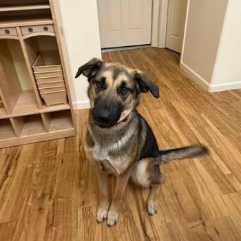 Husky Dogs Available for Adoption in Anchorage, Alaska - Nina | PetCurious