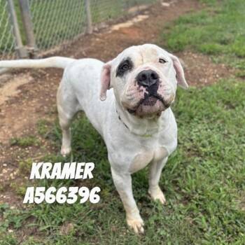 KRAMER -  Mastiff and Boxer Dog for Adoption - KRAMER | PetCurious