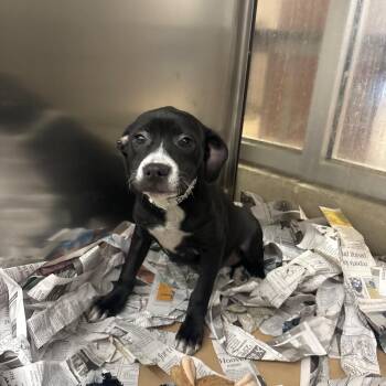 Pit Bull Terrier Dogs Available for Adoption - Patsy | PetCurious