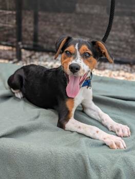 Poppy -  Mixed Breed Dog for Adoption in Huntsville, Alabama - Poppy | PetCurious