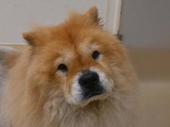 Bambi -  Chow Chow Dog for Adoption in Portland, Oregon - Bambi | PetCurious