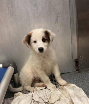 JUNO -  Mixed Breed Dog for Adoption in Dallas, Texas - JUNO | PetCurious