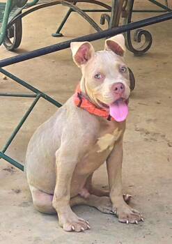Theon A-142497 -  Pit Bull Terrier Dog for Adoption in Silsbee, Texas - Theon A-142497 | PetCurious