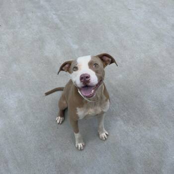 Willy -  Labrador Retriever Dog for Adoption in Birmingham, Alabama - Willy | PetCurious