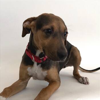 Blue -  Terrier Dog for Adoption in Brentwood, Missouri - Blue | PetCurious