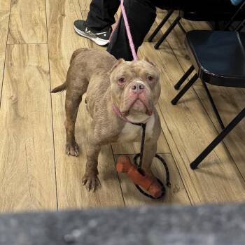 Patricia -  English Bulldog Dog for Adoption in Newark, New Jersey - Patricia | PetCurious