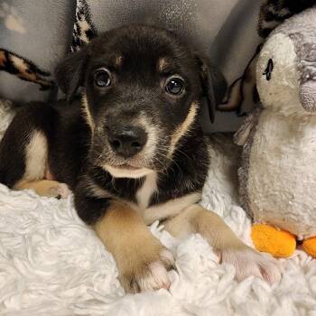 Fanta -  Shepherd Dog for Adoption in Alpine, Texas - Fanta | PetCurious