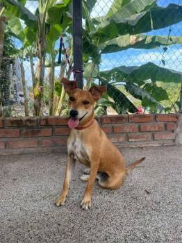 Whippet and Terrier Dogs Available for Adoption - Sandy | PetCurious