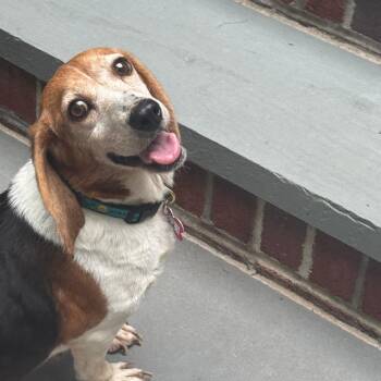 Beagle and Mixed Breed Dogs Available for Adoption in Wake Forest, North Carolina - Gala | PetCurious